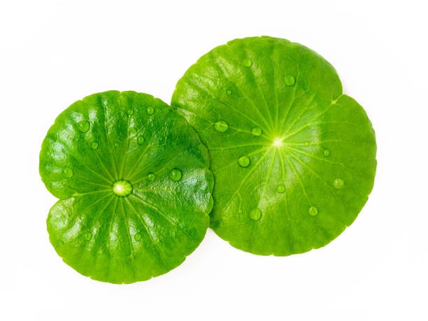 To friske grønne Gotu Kola-blade med synlige årer og vanddråber på overfladen, isoleret på en hvid baggrund - perfekt til en ingrediensleksikonreference.