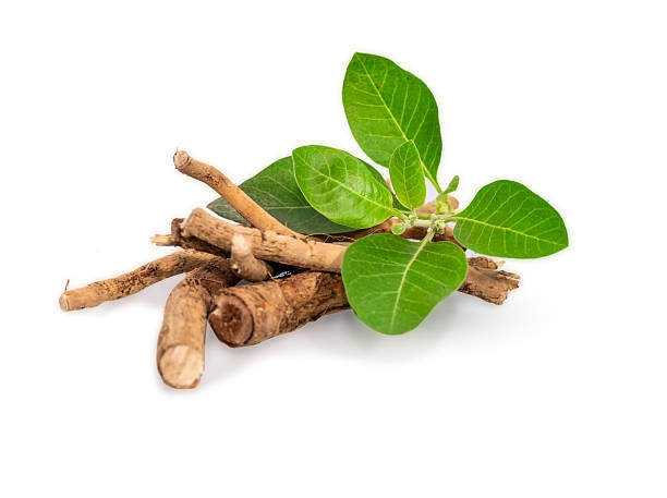 En lille bunke brune ashwagandha-rødder med grønne blade på, placeret på en hvid baggrund, blev vist i Ingrediensleksikon.