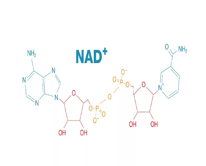 Strukturdiagram over NAD+-molekylet i Ingrediensleksikon, der viser dets to nukleotidkomponenter forbundet med fosfatgrupper, med kemiske grupper fremhævet med blåt og rødt.