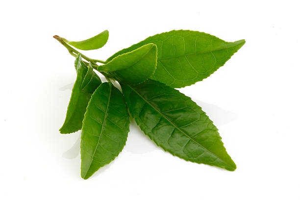 En lille gren med fem levende grønne teblade vises mod en hvid baggrund, perfekt til at illustrere et indlæg i et ingrediensleksikon.
