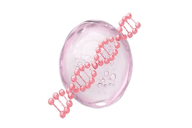 En pink DNA-dobbelthelix er placeret foran en gennemsigtig, pinkfarvet celle med små bobler indeni på en hvid baggrund - perfekt til at illustrere emner i et ingrediensleksikon.